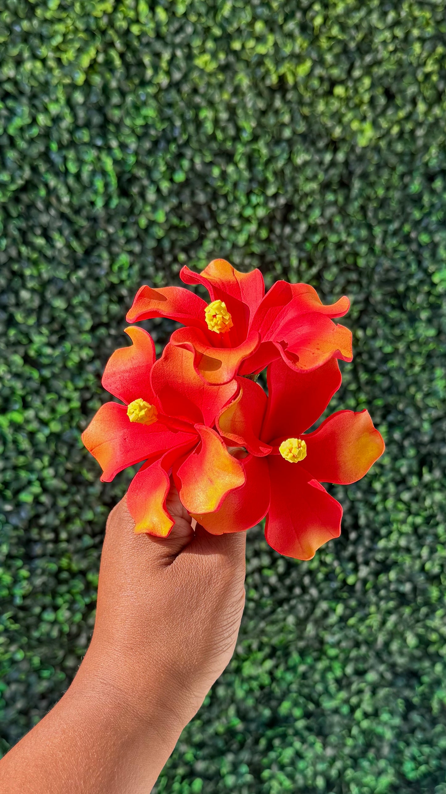 Aute Samoa