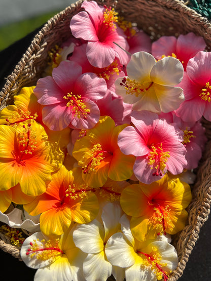 Medium Hibiscus Sei